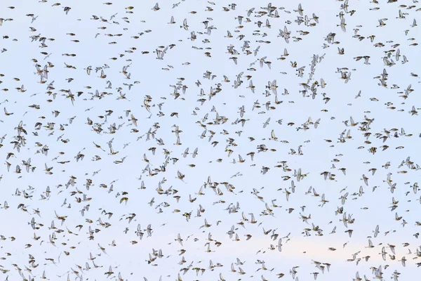 Fliegende Vögel, die den ganzen Himmel bedecken — Stockfoto