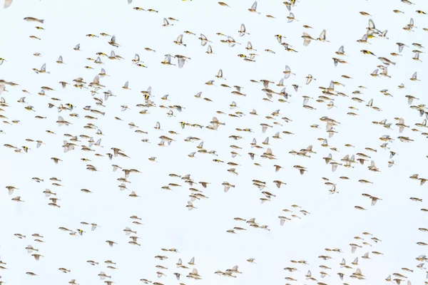 Hundreds of birds fly in a stormy sky — Stock Photo, Image