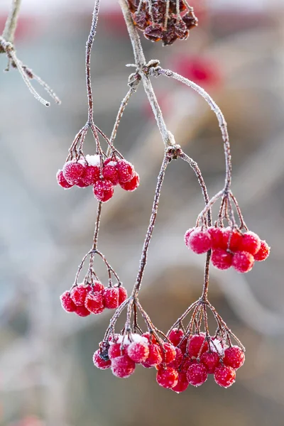 Bagas vermelhas que congelaram no frio — Fotografia de Stock
