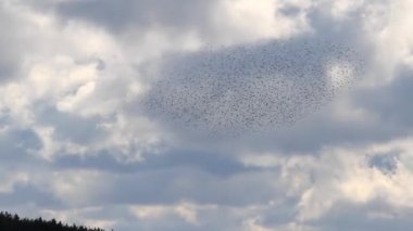 Sığırcık gökyüzünde şekiller oluşturma