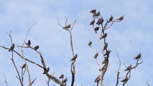 ムクドリの群れが乾燥した枝の上に座る — ストック動画