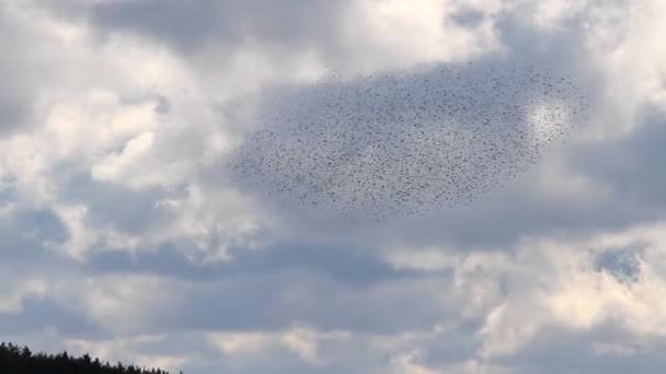 Estorninhos no céu criando figuras — Vídeo de Stock