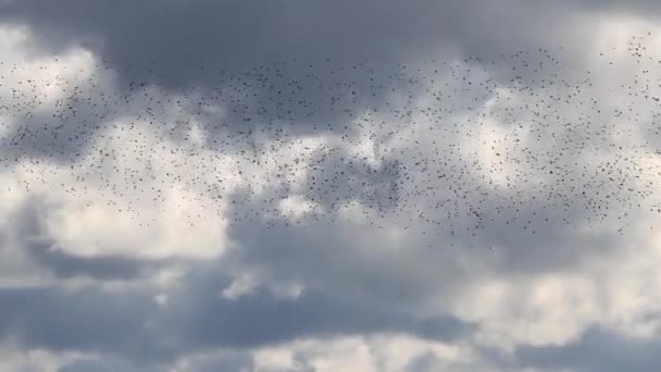 Тысячи птиц летают в облачном небе — стоковое видео