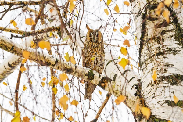 Eared owl siedzącego na gałęzi brzoza — Zdjęcie stockowe
