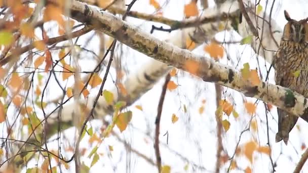 Sowa siedzi wśród liści brzozy kolorowe — Wideo stockowe