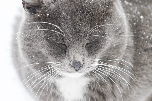 Bonito gato cinza sentado sob a neve — Fotografia de Stock