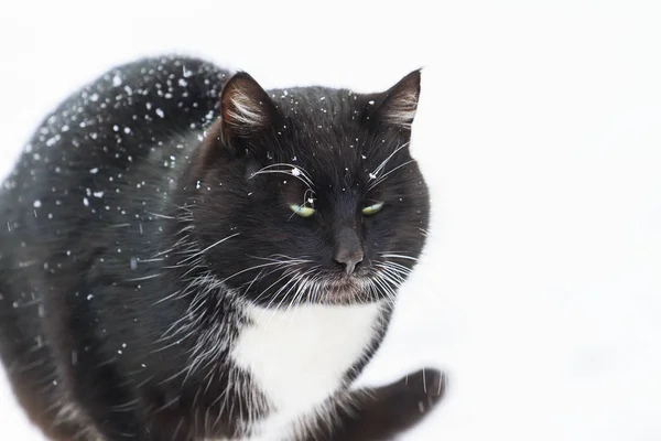 Czarny kot w zimowy dzień na białym śniegu — Zdjęcie stockowe