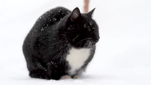Gato negro sobre nieve blanca — Vídeo de stock