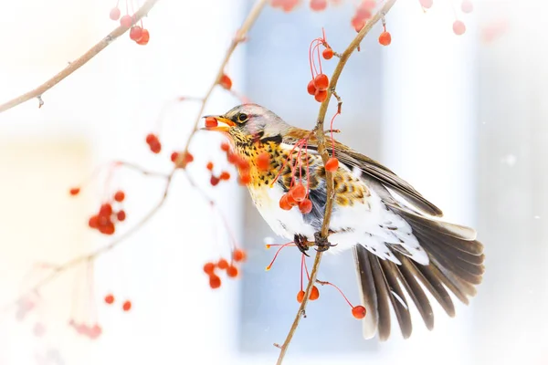 Vogel hinter dem Fenster frisst rote Beeren — Stockfoto