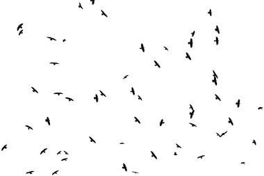 Beyaz bir arka plan üzerinde kargalar siluetleri