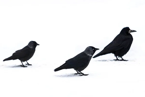 Drei schwarze Vögel auf weißem Schnee — Stockfoto