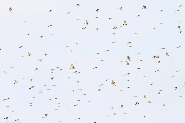 Aves migratórias no céu de primavera — Fotografia de Stock