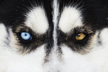 güzel Husky çok renkli eyesbeautiful kış fotoğraflar