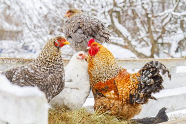 bir karlı farmbeautiful kış fotoğraflar renkli tavuklar