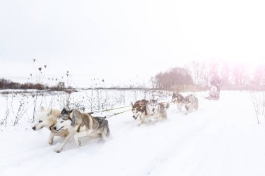 Dış yapraklar kızakları güneşli kış daybeautiful kış fotoğraf çekin