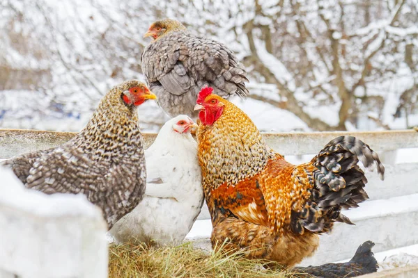bir karlı farmbeautiful kış fotoğraflar renkli tavuklar