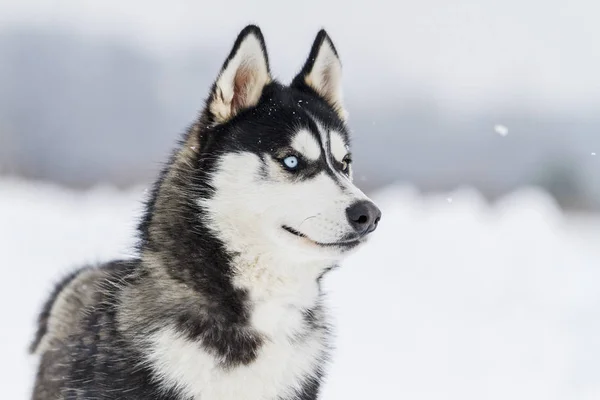 Husky Sieht Sich Hautnah Schöne Winterfotos — Stockfoto