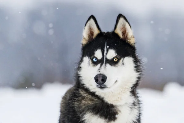 Husky with colorful eyes — Stock Photo, Image