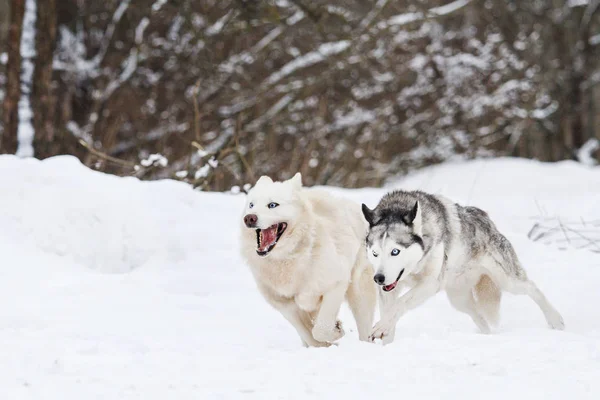 Zwei Hunde Die Schnee Laufen Haustiere — Stockfoto