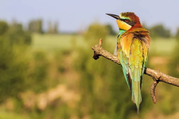 Farbenfroher Vogel Frühlingstag Interessante Tiere — Stockfoto