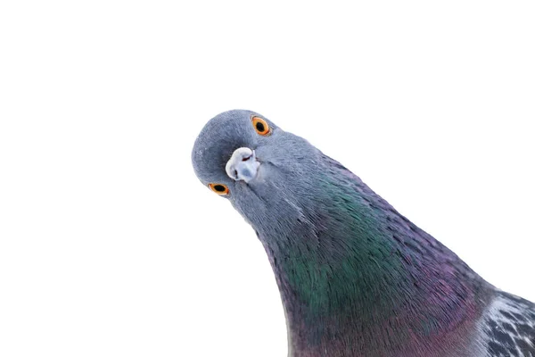 Taube Interessante Blicke Die Kamera Interessante Tiere — Stockfoto