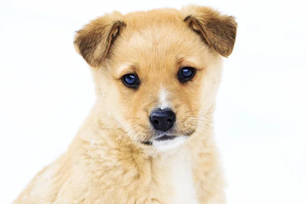 Filhotes Focinho Agradável Com Belos Olhos Animais Interessantes — Fotografia de Stock