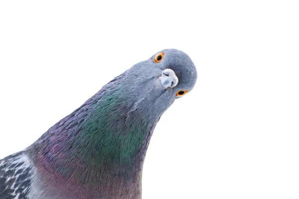 Pigeon Looks Camera Interestingly Interesting Animals — Stock Photo, Image