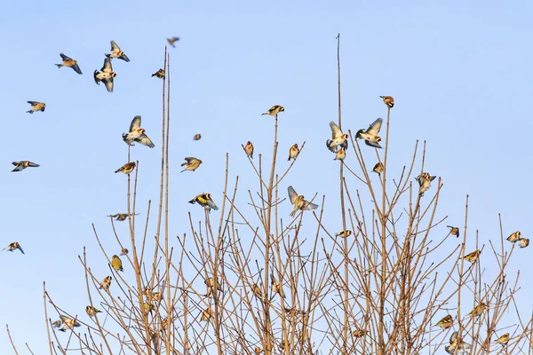 Farbenfroher Vogelschwarm sitzt auf Baum — Stockfoto