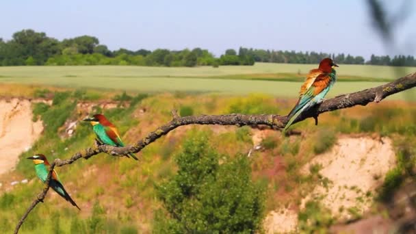 Барвисті птахи літають і сидять на гілці — стокове відео