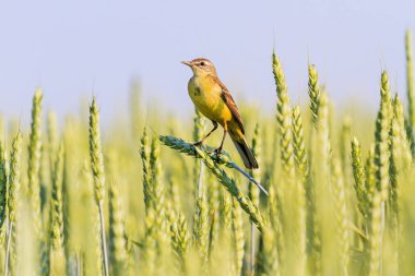 Buğday kulaklara oturan sarı Kuyruksallayan