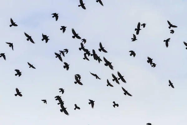 Gyönyörű repülés fekete madarak az égen — Stock Fotó