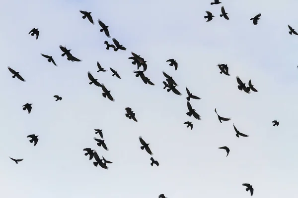 Beautiful flight of rooks over the sky — Stock Photo, Image