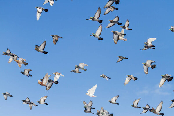 flock of pigeons flies fast over the sky