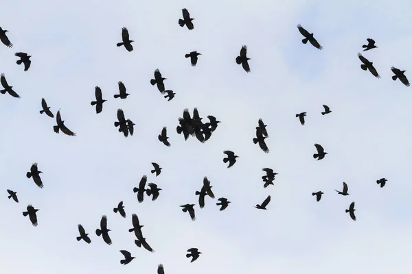 Wandernde Saatkrähen-Herde im Flug — Stockfoto