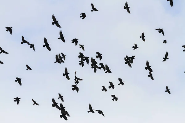 Misztikus madár repül át az égen — Stock Fotó
