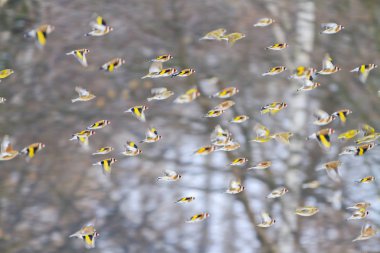 saka sürü sinek üzerinde orman