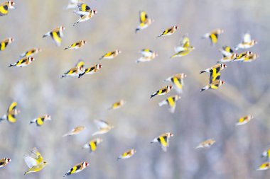 goldfinches fly over the forest