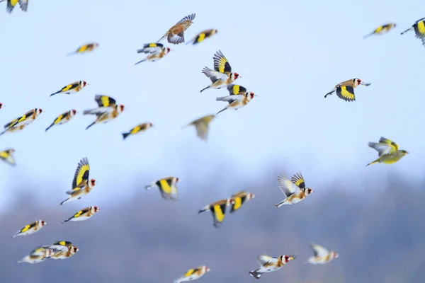 Goldfinches letící po obloze — Stock fotografie