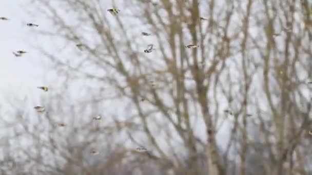 Pássaros voam lindamente sobre a floresta — Vídeo de Stock