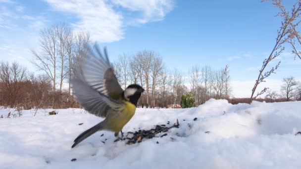 Meisen im Schnee sammeln die Samen — Stockvideo