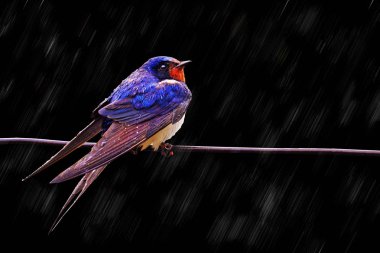 yağmur altında siyah bir arka plan üzerinde yutmak