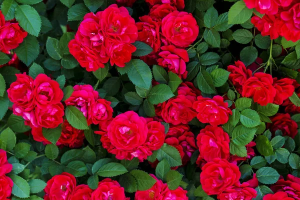 red flowers and green leaves