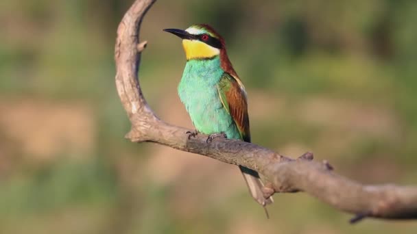 Schöner farbiger Vogel singt Frühlingslied — Stockvideo