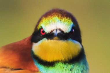 kötü bakış güzel kuşlar renkli