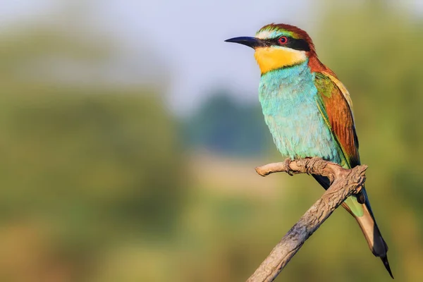 Apicultor europeo en el día de primavera —  Fotos de Stock