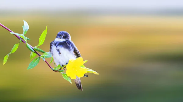 Sarı bir çiçek üzerinde oturan bahar kuş — Stok fotoğraf