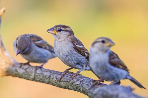 Drie mussen zitten op een mooie tak — Stockfoto