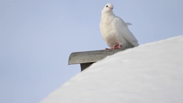 Vit duva sittande på en snöig tak — Stockvideo