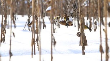 saka ayçiçeği bir kış gününde yemek.