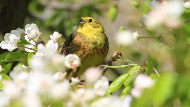 Bosque amarillo pájaro canta canción en primavera — Vídeos de Stock